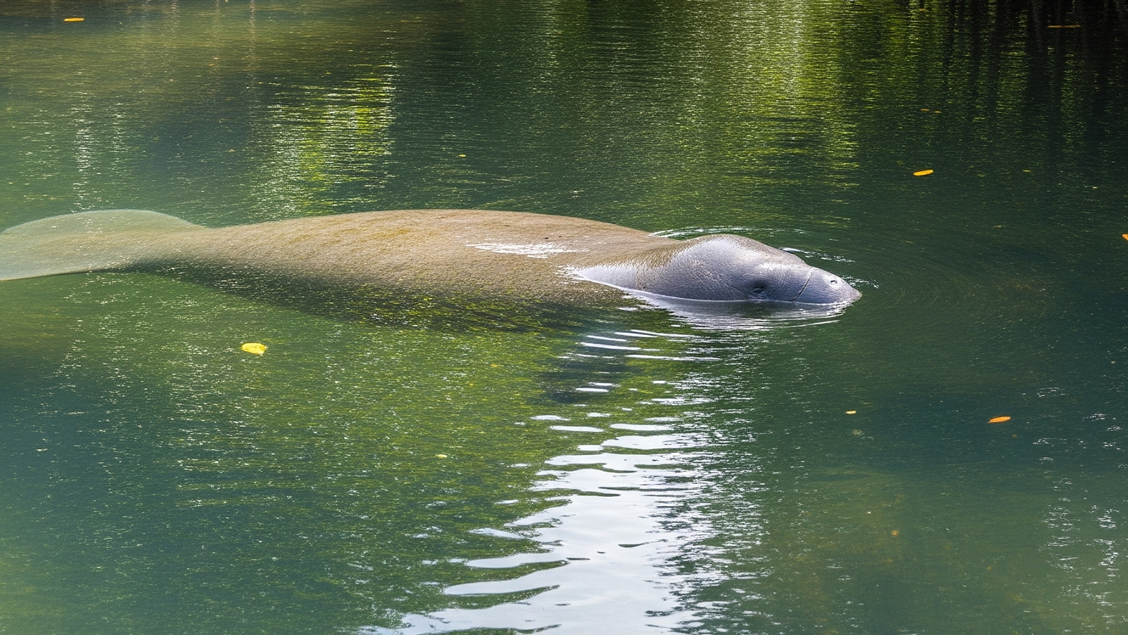  Observação de Peixe-Boi no Rio Tatuamunha