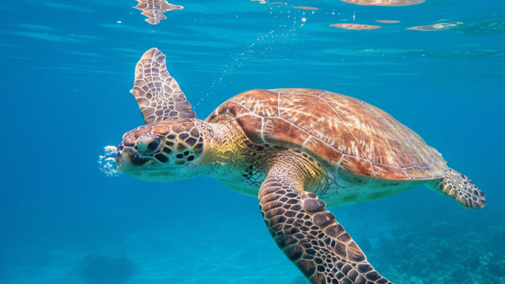 Roteiro de Caiaque em São Miguel dos Milagres: Explore a Fauna e Flora Local