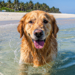 Conheça 5 Mansões para Aluguel de Temporada em Alagoas: Luxo, Conforto e Experiências Inesquecíveis